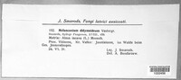 Melanconium sphaeroideum image